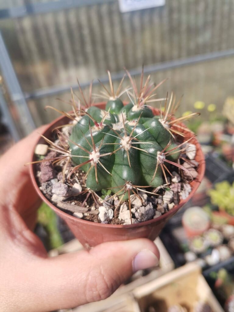 Ferocactus Fordii