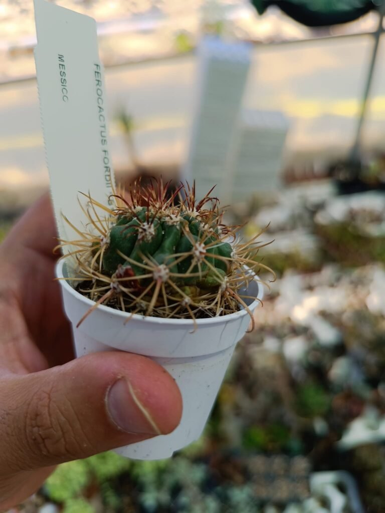 Ferocactus Fordii