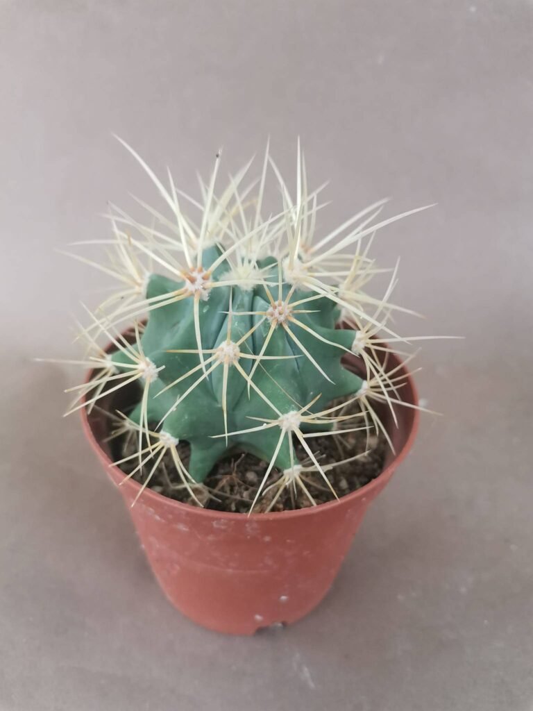 Ferocactus Glaucescens