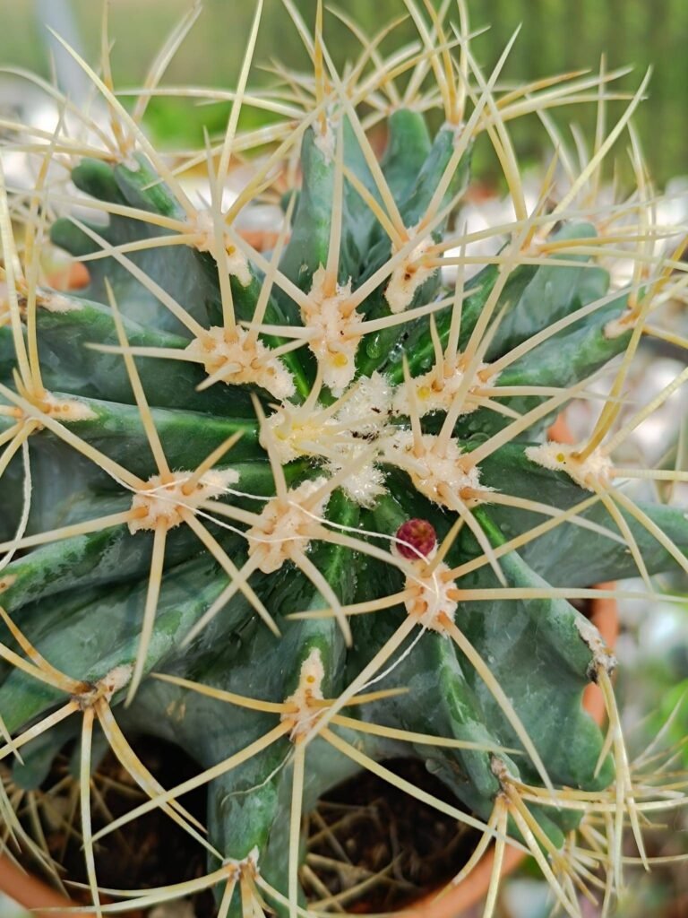 Ferocactus Glaucescens Big