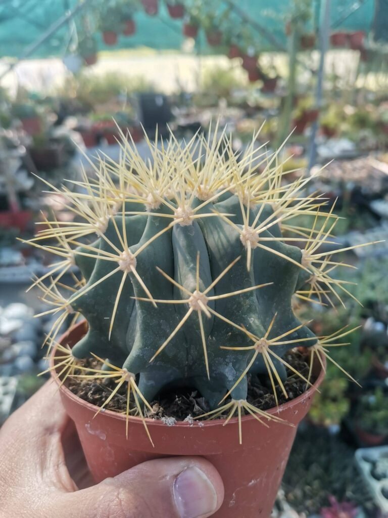 Ferocactus Glaucescens