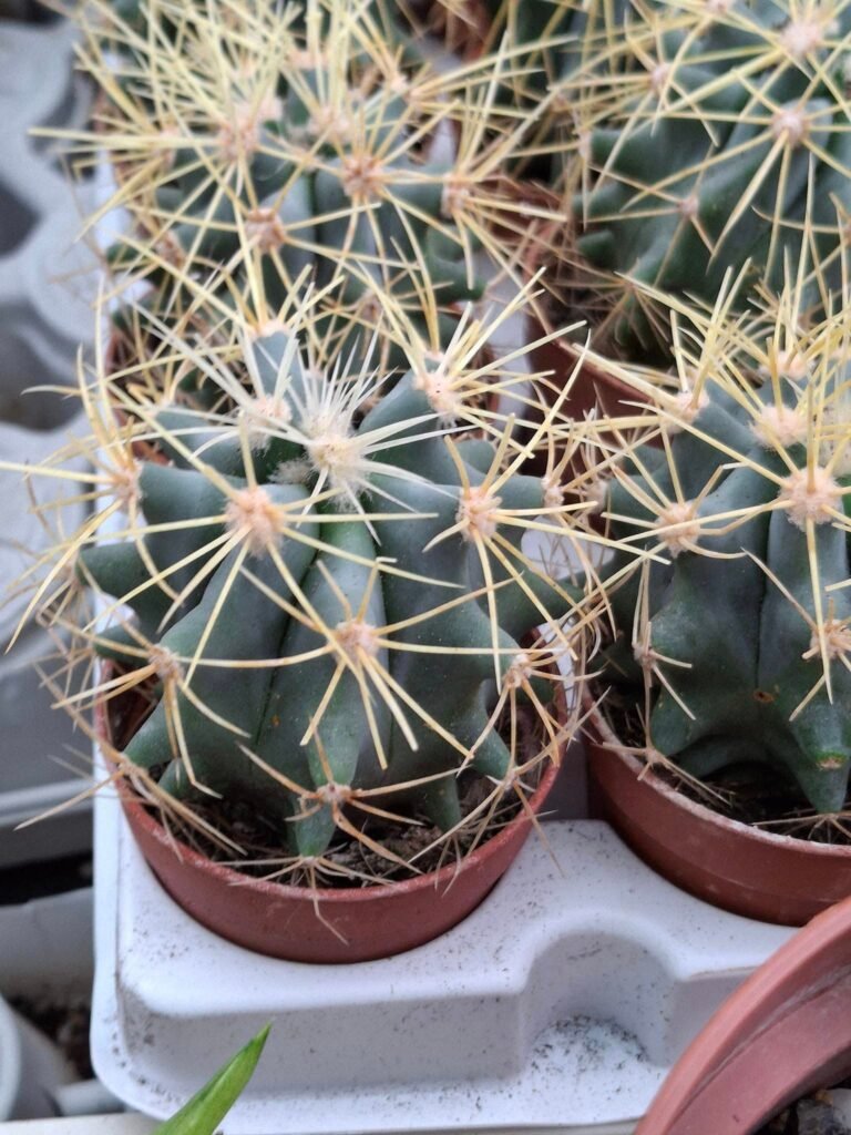 Ferocactus Glaucescens