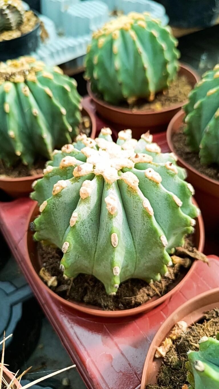 Ferocactus Glaucescens Inermis