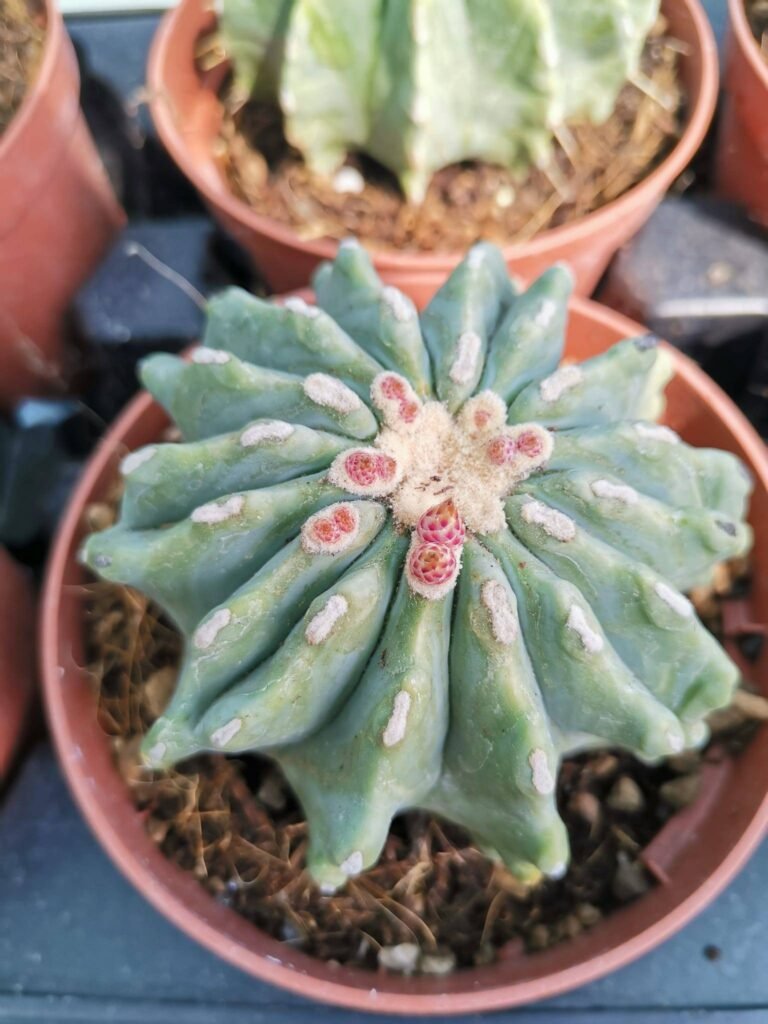 Ferocactus Glaucescens Inermis