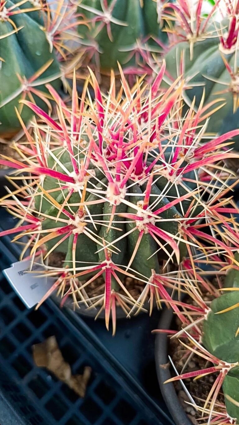Ferocactus gracilis