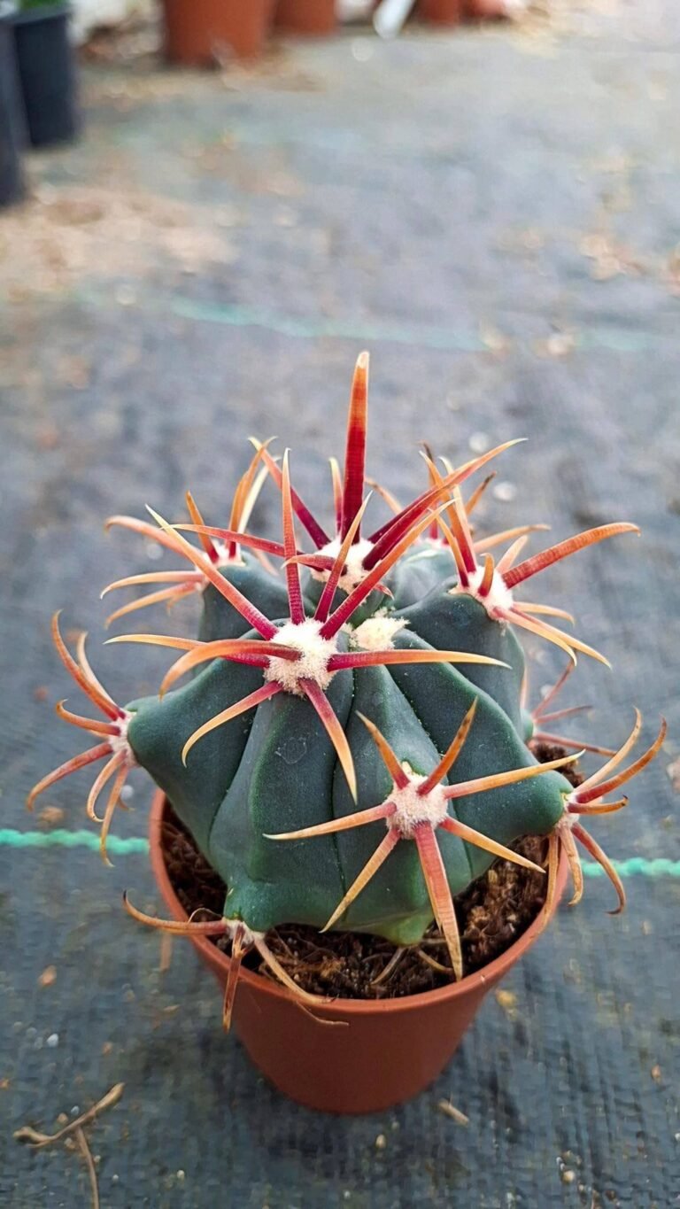 Ferocactus gracilis Hybrid