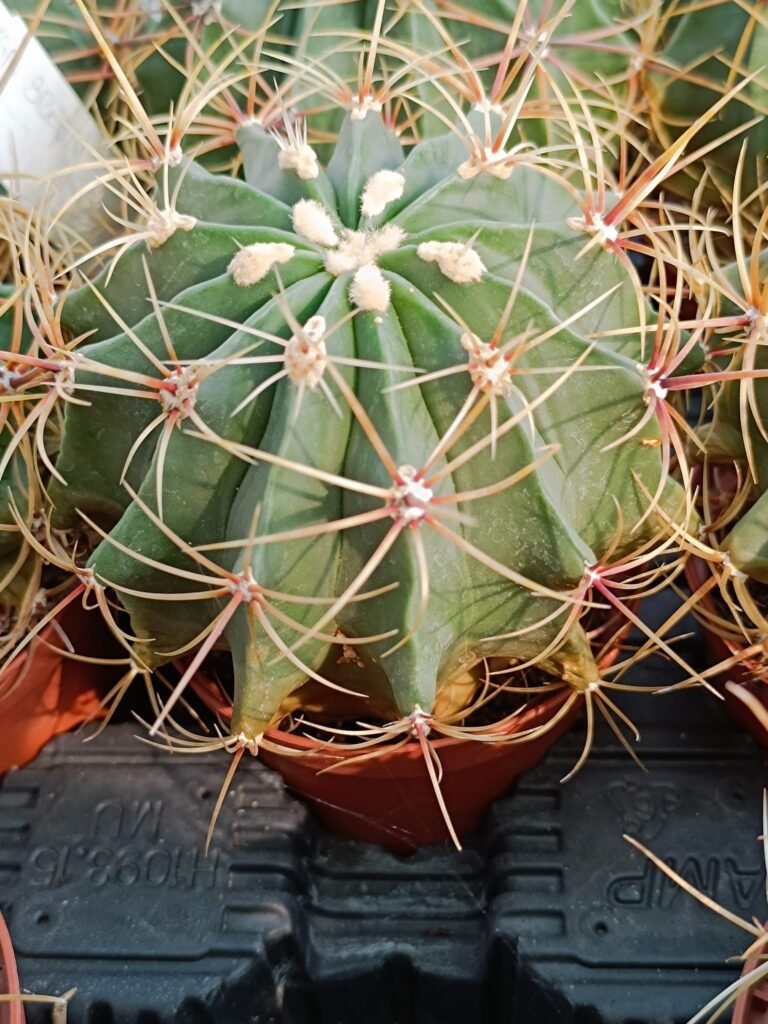 Ferocactus Histrix