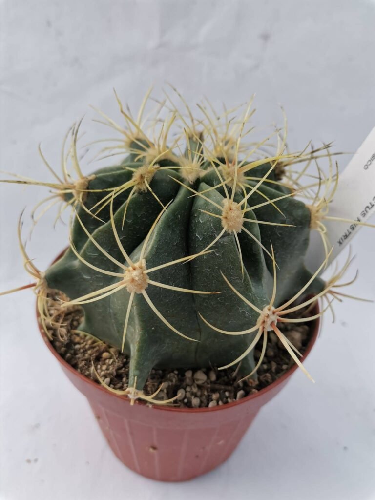 Ferocactus Histrix