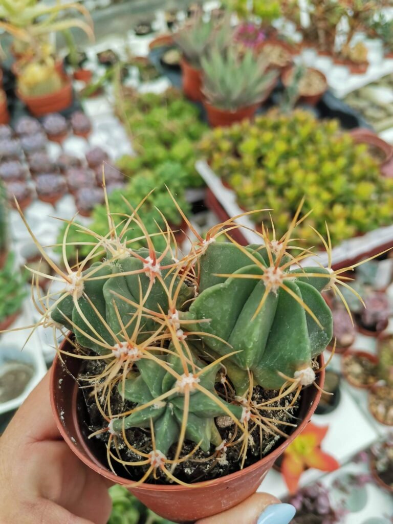 Ferocactus Histrix