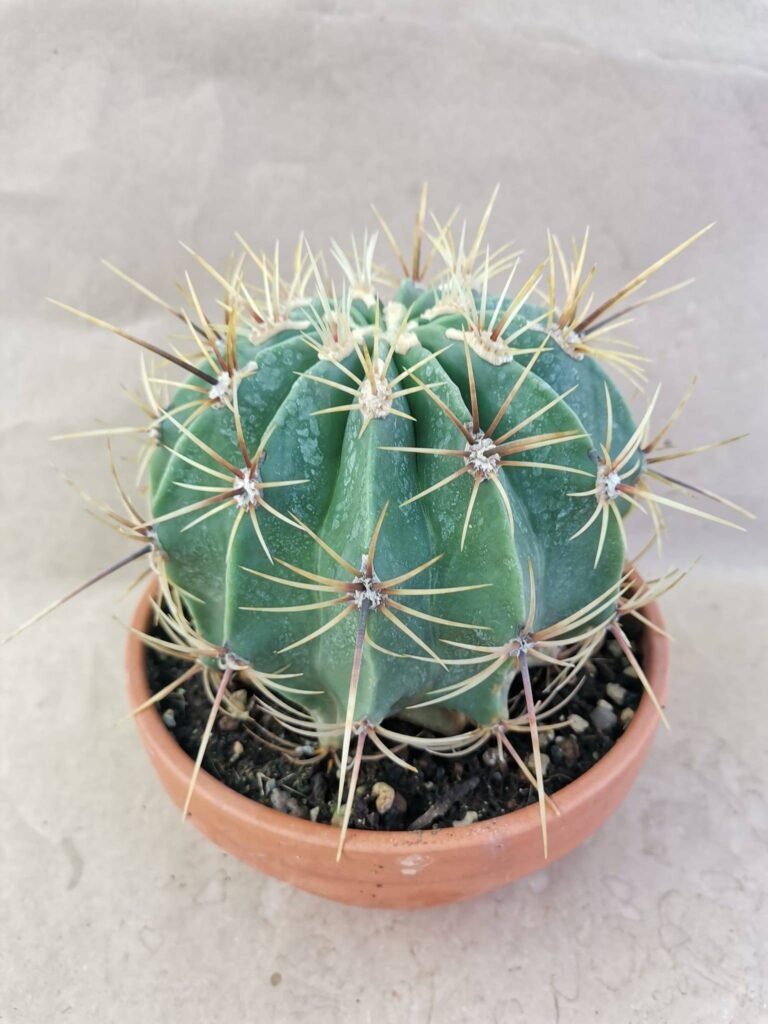 Ferocactus Histrix