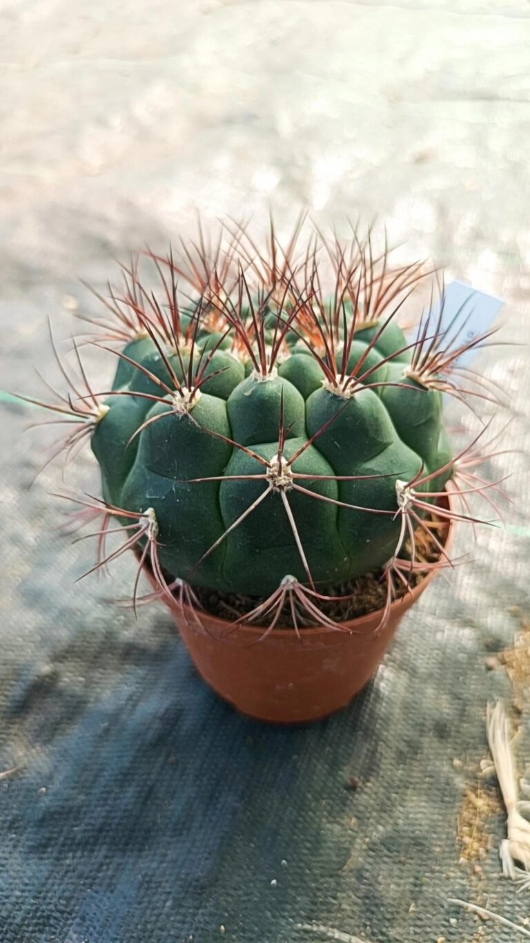 Gymnocalycium Saglionis