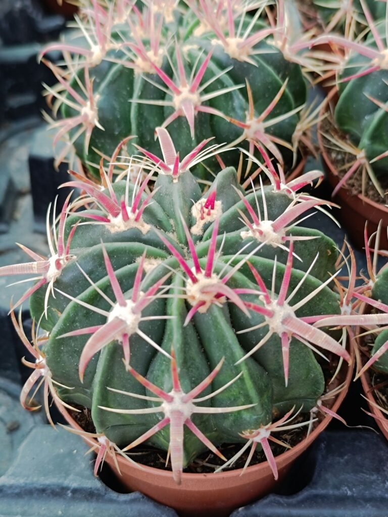 Ferocactus Latispinus