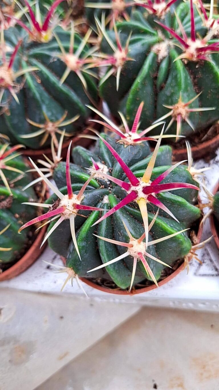 Ferocactus Latispinus
