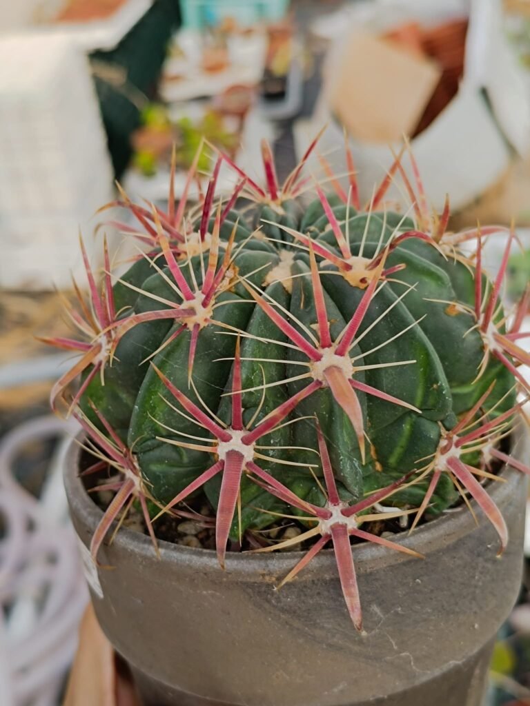 Ferocactus Latispinus