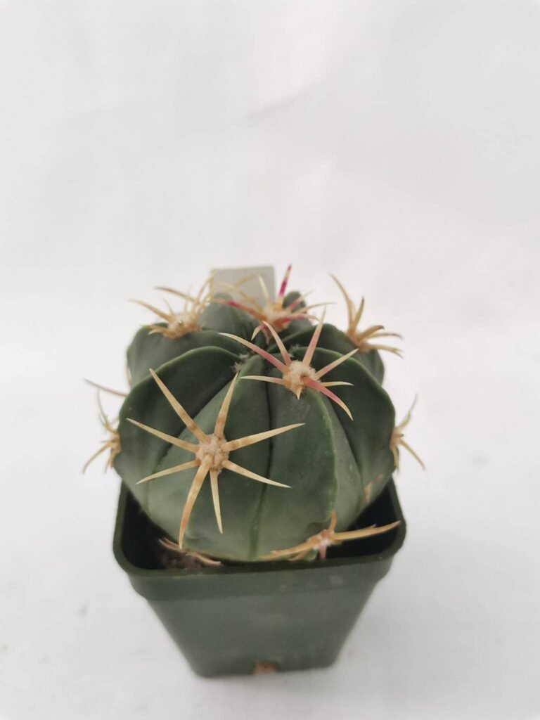 Ferocactus Macrodiscus