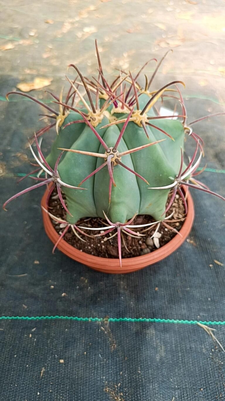 Ferocactus Rectispinus Hybrid