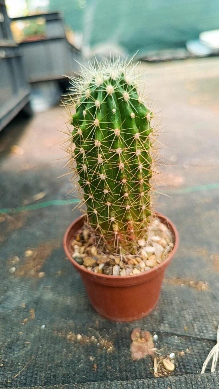 Ferocactus Reppenhagenii