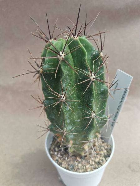 Ferocactus Robustus