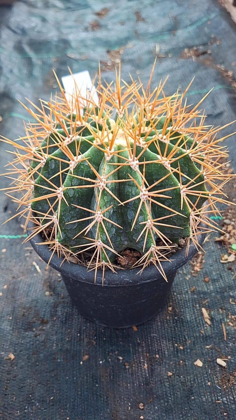 Ferocactus Schwarzii