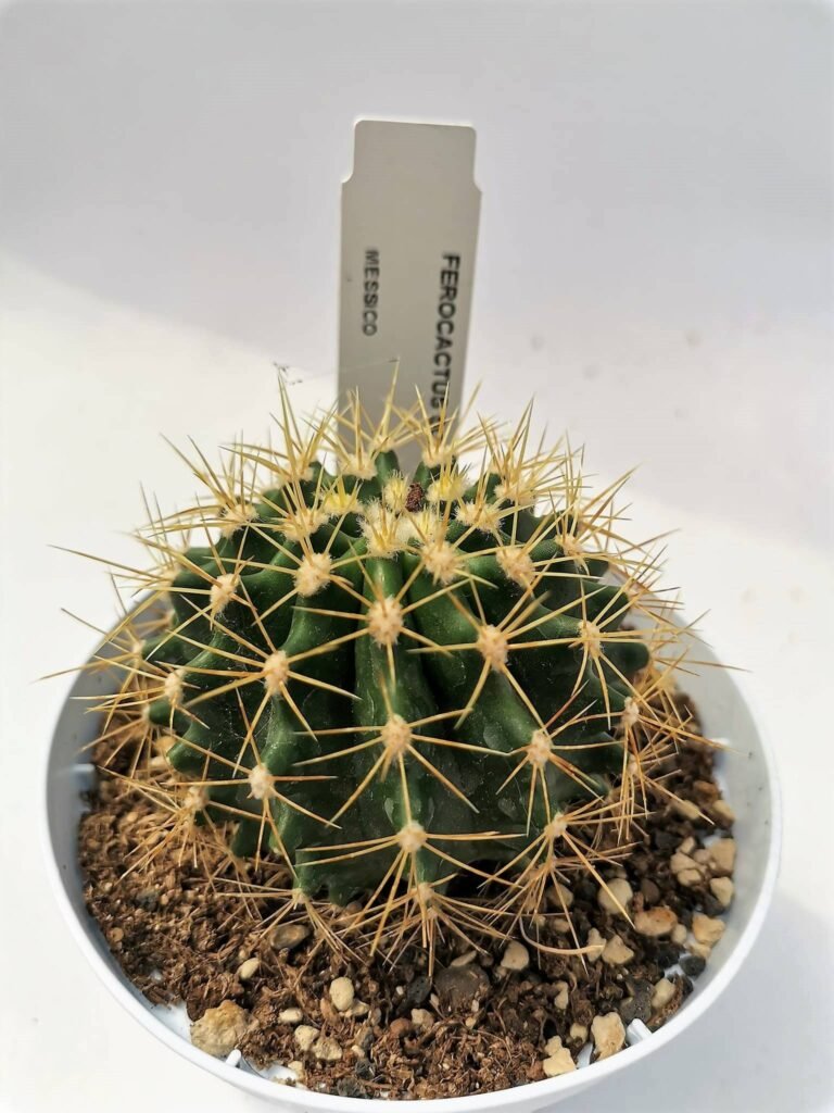 Ferocactus Schwarzii