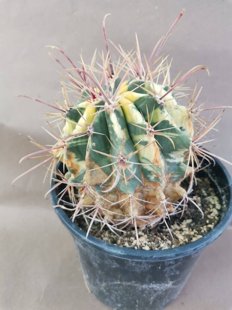 Ferocactus Variegata