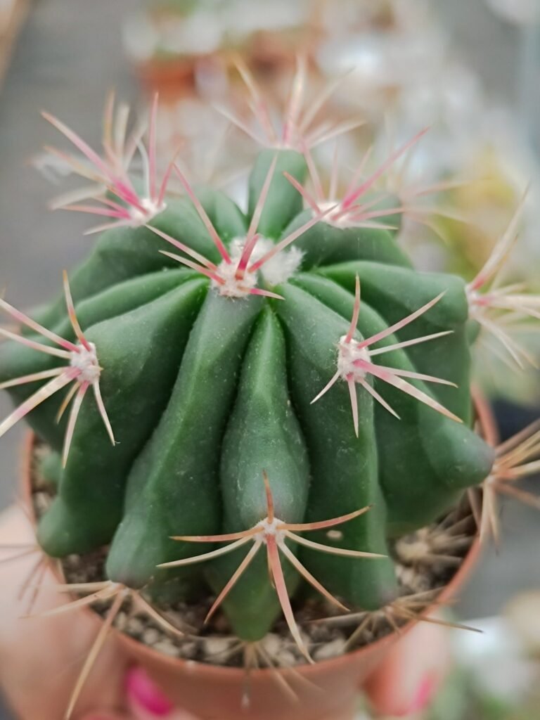 Ferocactus Stainesii