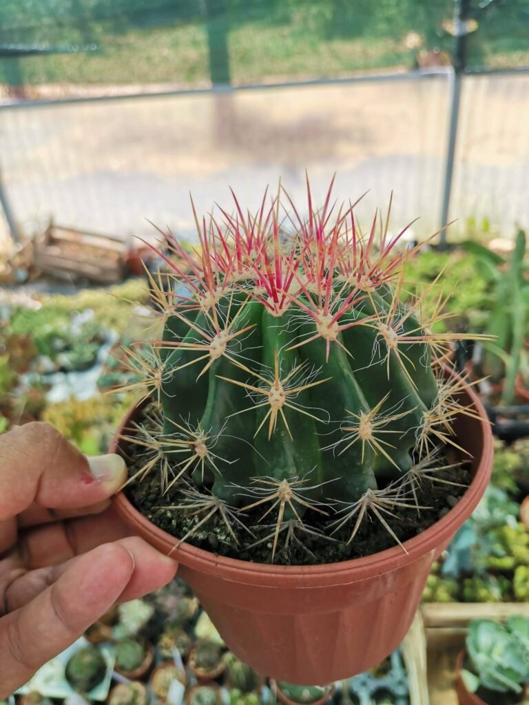 Ferocactus Stainesii v. Pilosus