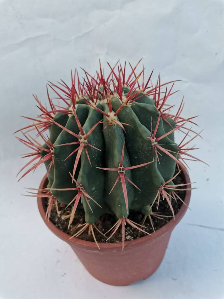 Ferocactus Stainesii red Big