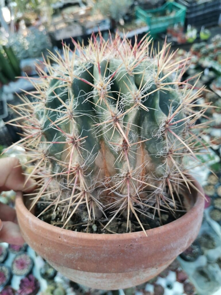 Ferocactus Stainesii v. Pilosus