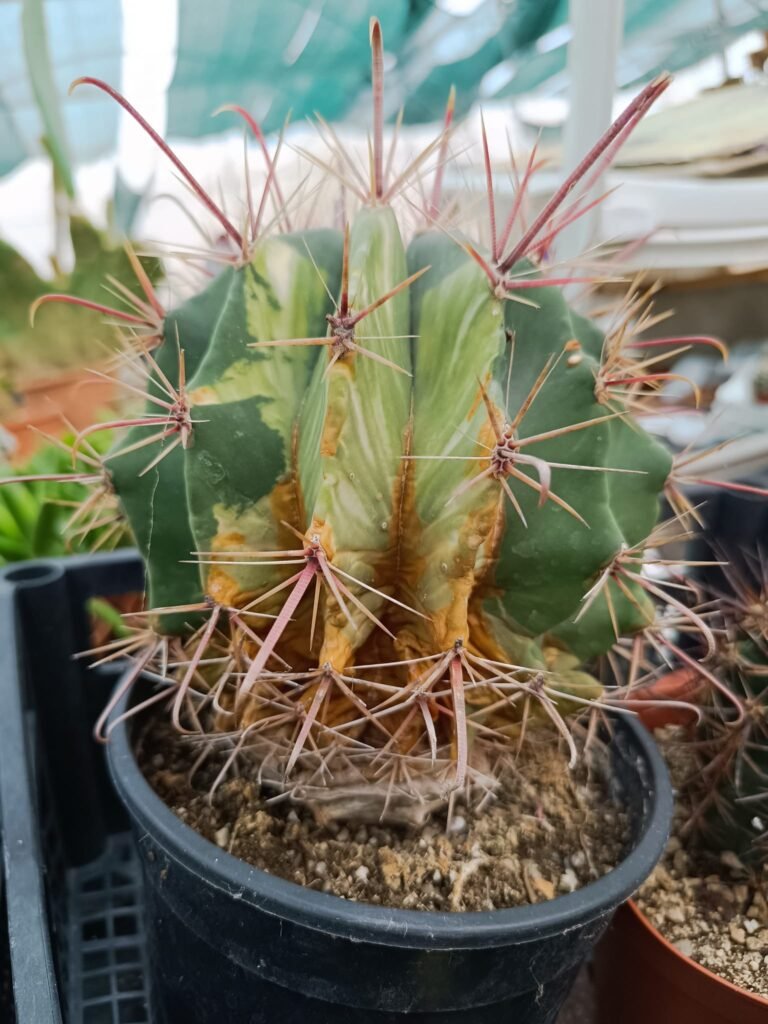 Ferocactus Townsendianus hybrid Variegata