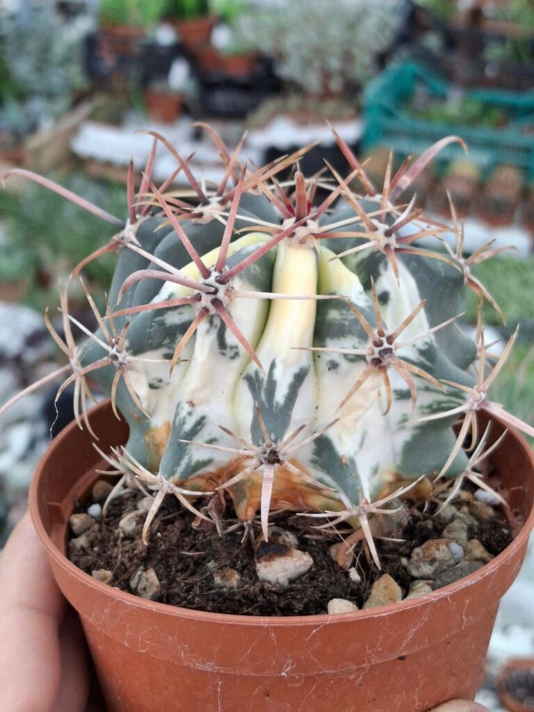 Ferocactus Variegata