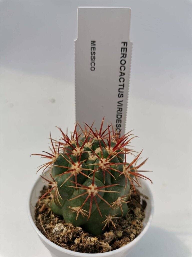 Ferocactus Viridiscens