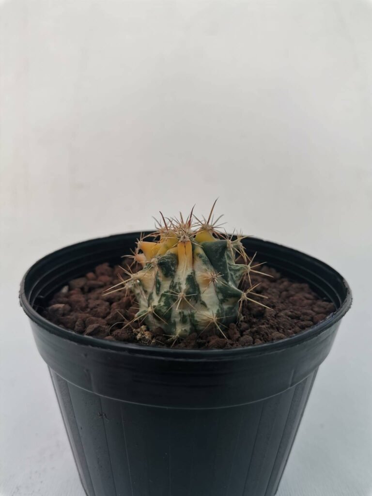 Ferocactus Wislizeni Variegata
