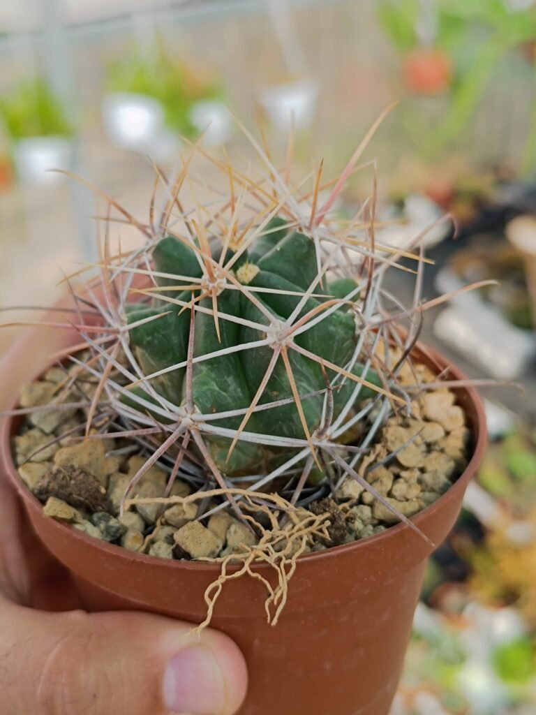 Ferocactus x lecontei Born