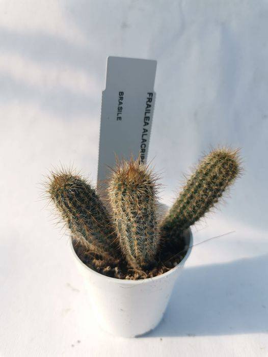 Frailea Alacriportana