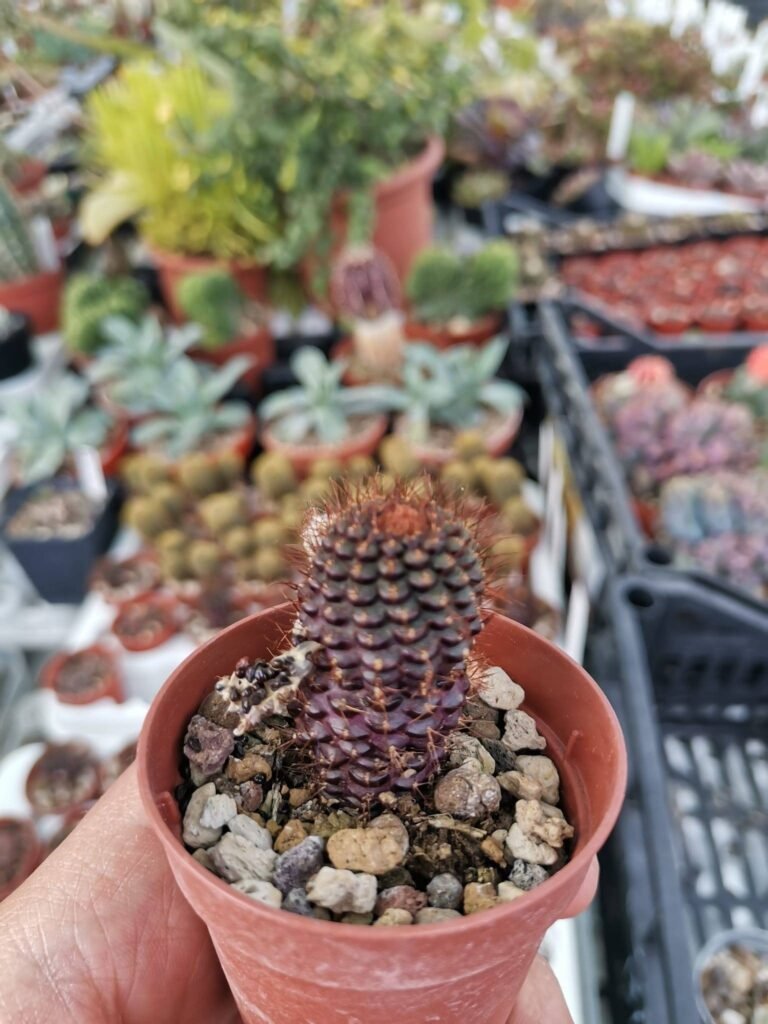 Frailea Angelesii