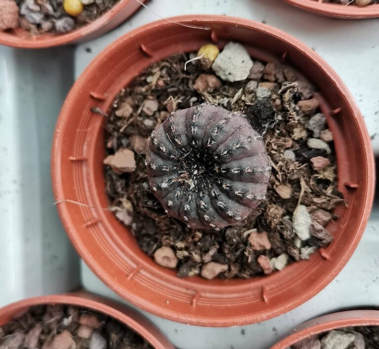Frailea Castanea