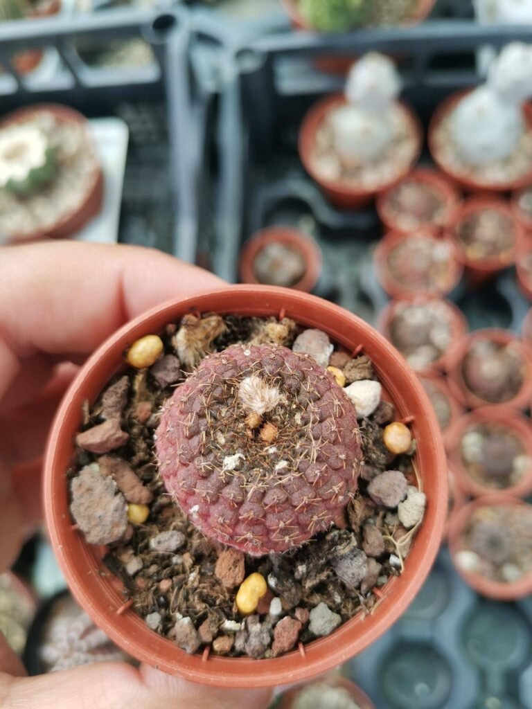 Frailea Cataphracta