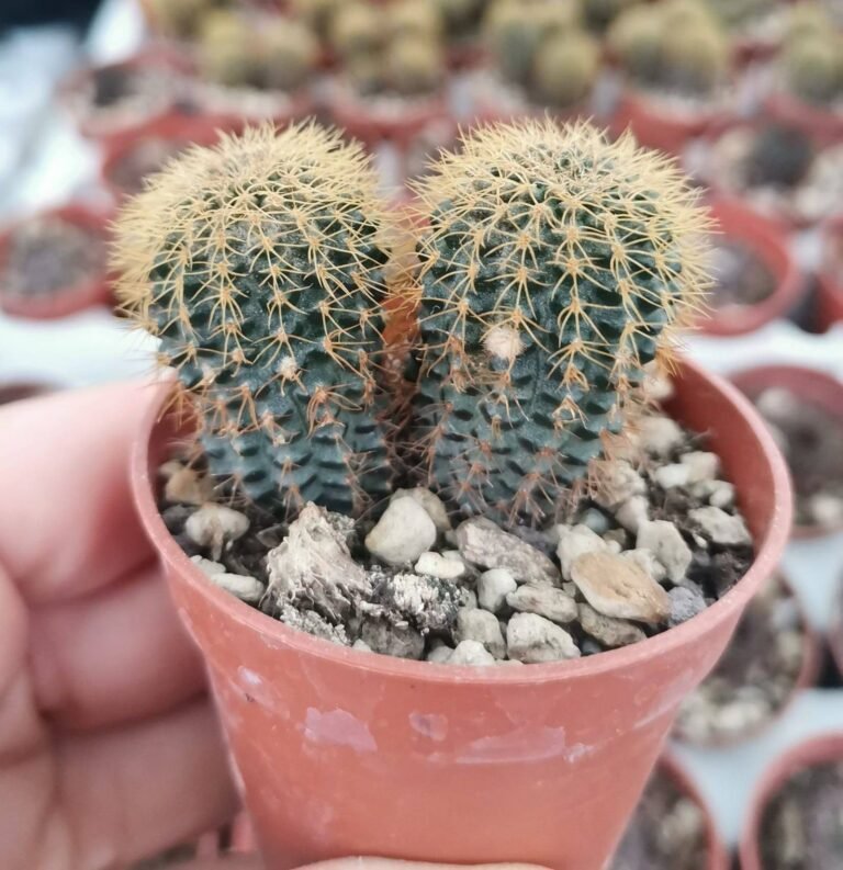 Frailea Magnifica