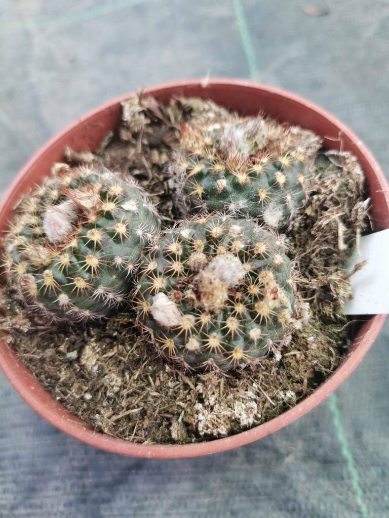 Frailea Pumila Rubrispina