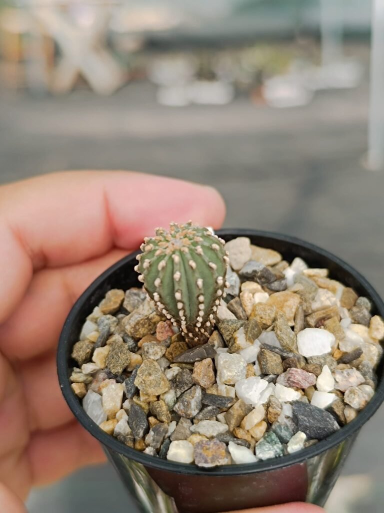 Geohintonia Mexicana