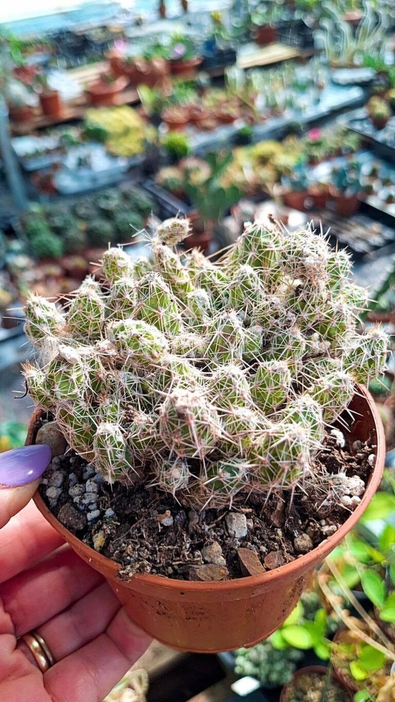 Grusonia Bulbispina