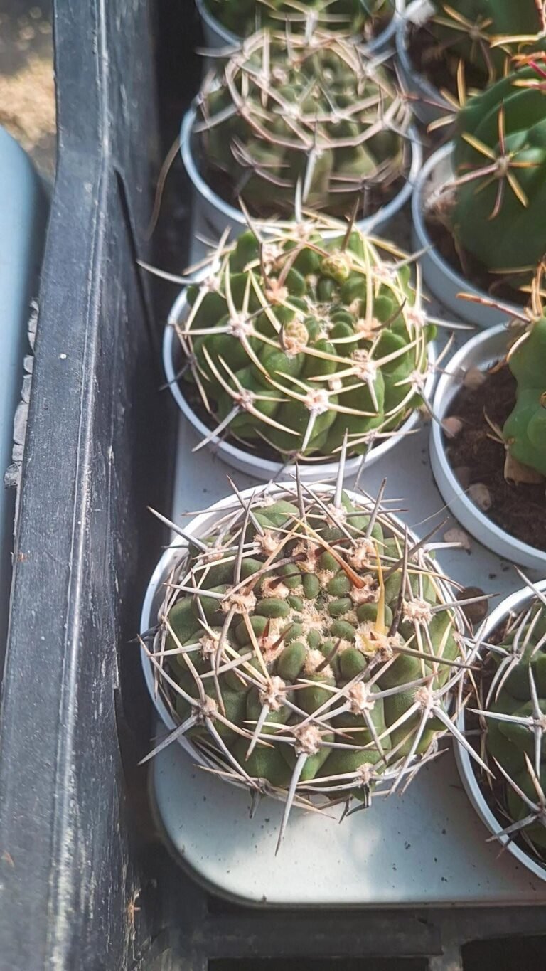 Gymnocalycium SP