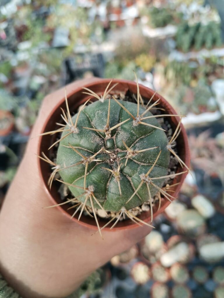 Gymnocalycium Eurypleurum