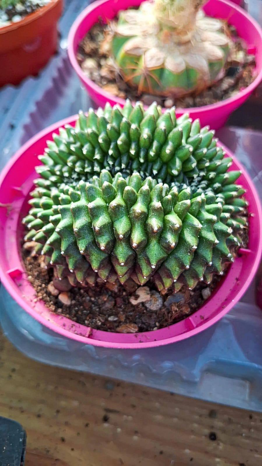 Siracactus-Cactus-Gymnocalycium-Mihanovichii-Inermis-SPINELESS-crestata.jpg