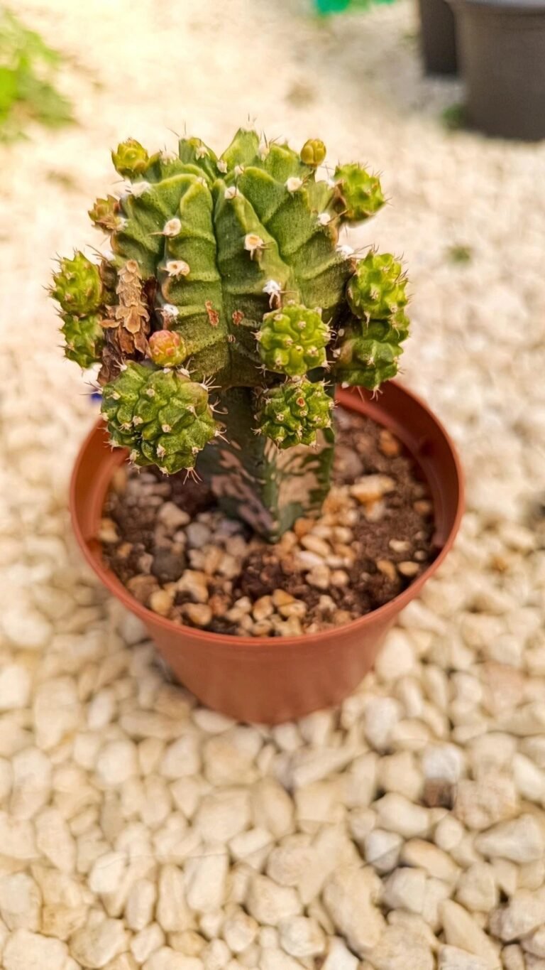 Gymnocalycium Mihanovichii accestiti innestati