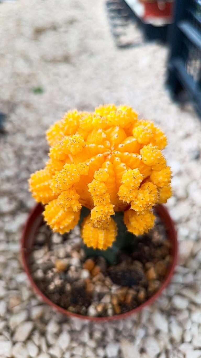 Gymnocalycium Mihanovichii cv Hibotan accestiti innestati colore giallo