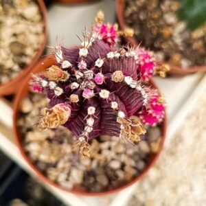 Gymnocalycium Mihanovichii cv hibotan accestiti innestati