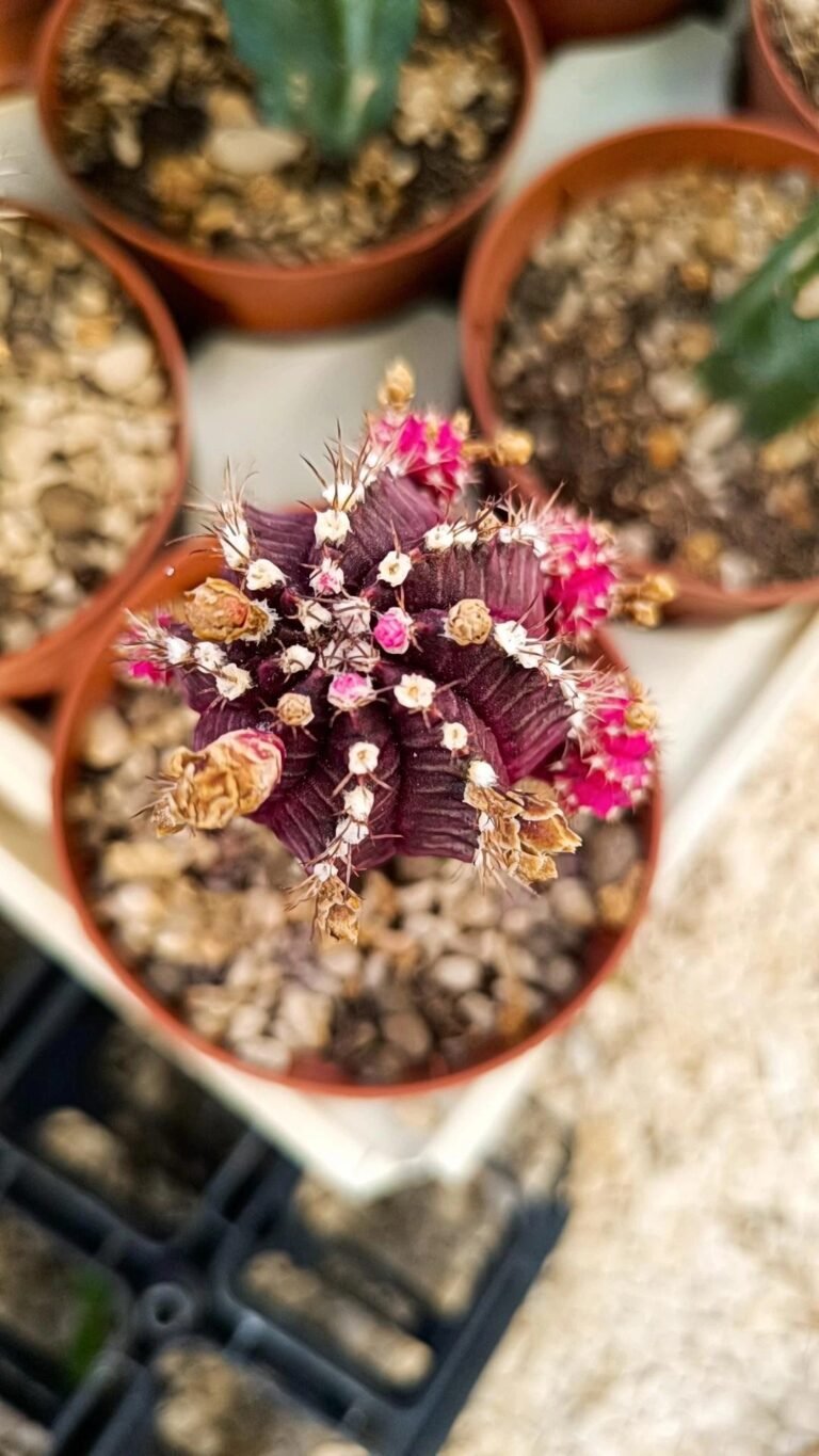 Gymnocalycium Mihanovichii cv hibotan accestiti innestati