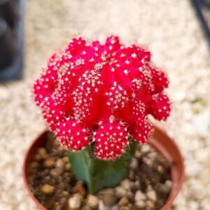 Gymnocalycium Mihanovichii cv hibotan accestiti innestati Colore rosso